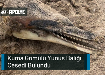 Kuma Gömülü Yunus Balığı Cesedi Bulundu