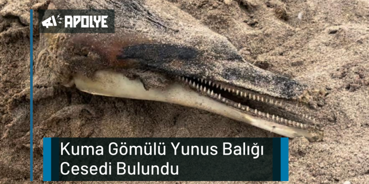 Kuma Gömülü Yunus Balığı Cesedi Bulundu