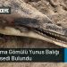Kuma Gömülü Yunus Balığı Cesedi Bulundu
