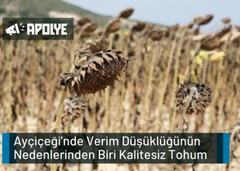 Verim Düşüklüğünün Nedenlerinden Biri Kalitesiz Tohum