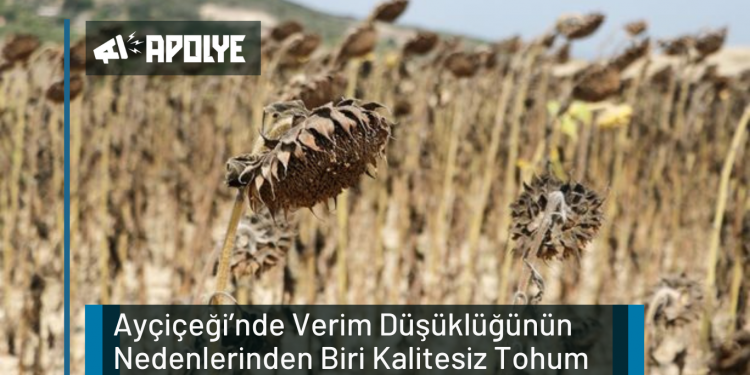 Verim Düşüklüğünün Nedenlerinden Biri Kalitesiz Tohum