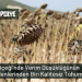 Verim Düşüklüğünün Nedenlerinden Biri Kalitesiz Tohum