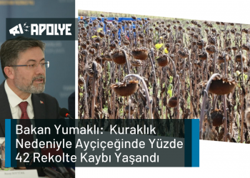 Bakan Yumaklı:  Kuraklık Nedeniyle Ayçiçeğinde Yüzde 42 Rekolte Kaybı Yaşandı