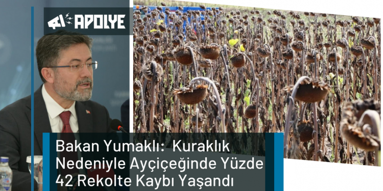 Bakan Yumaklı:  Kuraklık Nedeniyle Ayçiçeğinde Yüzde 42 Rekolte Kaybı Yaşandı